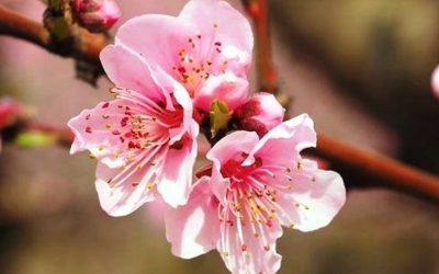 HAIKU U 5. B I 5. C – UŽI IZBOR